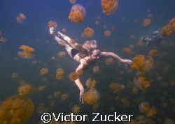 beauty of jellyfish lake by Victor Zucker 